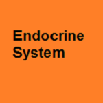 <p style="text-align: center;"><span style="font-size: 14pt; font-family: 'book antiqua', palatino;">Endocrine system</span></p>