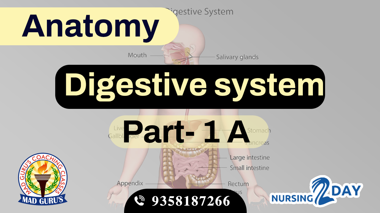 Anatomy || Digestive System Part 1 a