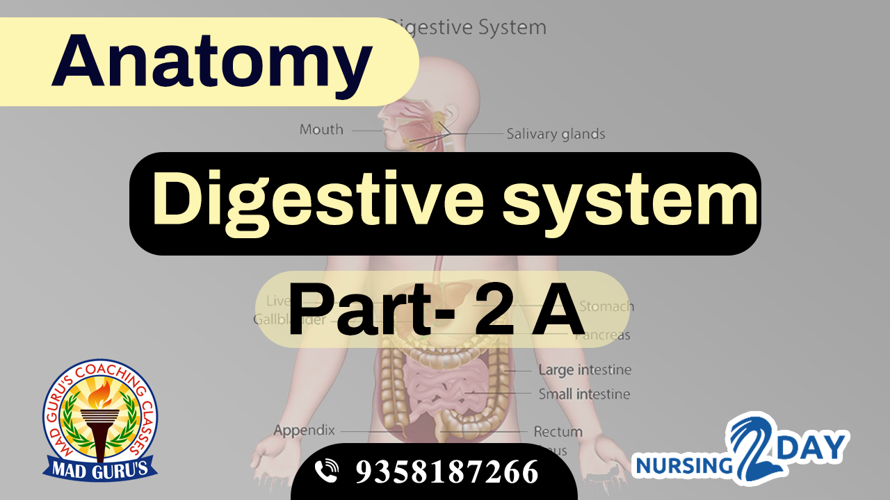 Anatomy || Digestive System Part 2 A