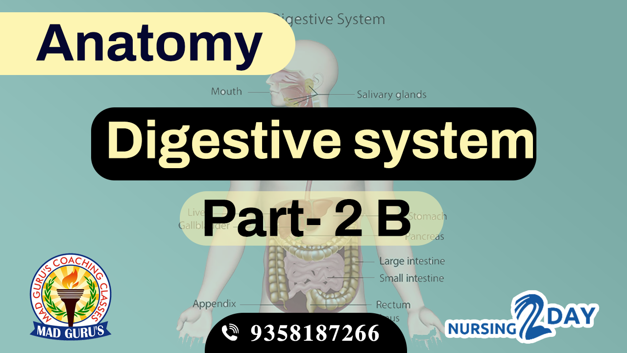 Anatomy || Digestive System Part 2 B